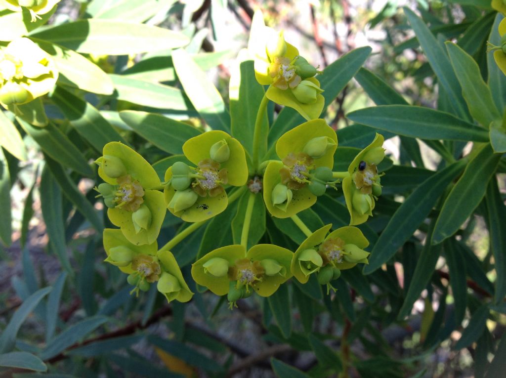 Euphorbia dendroides