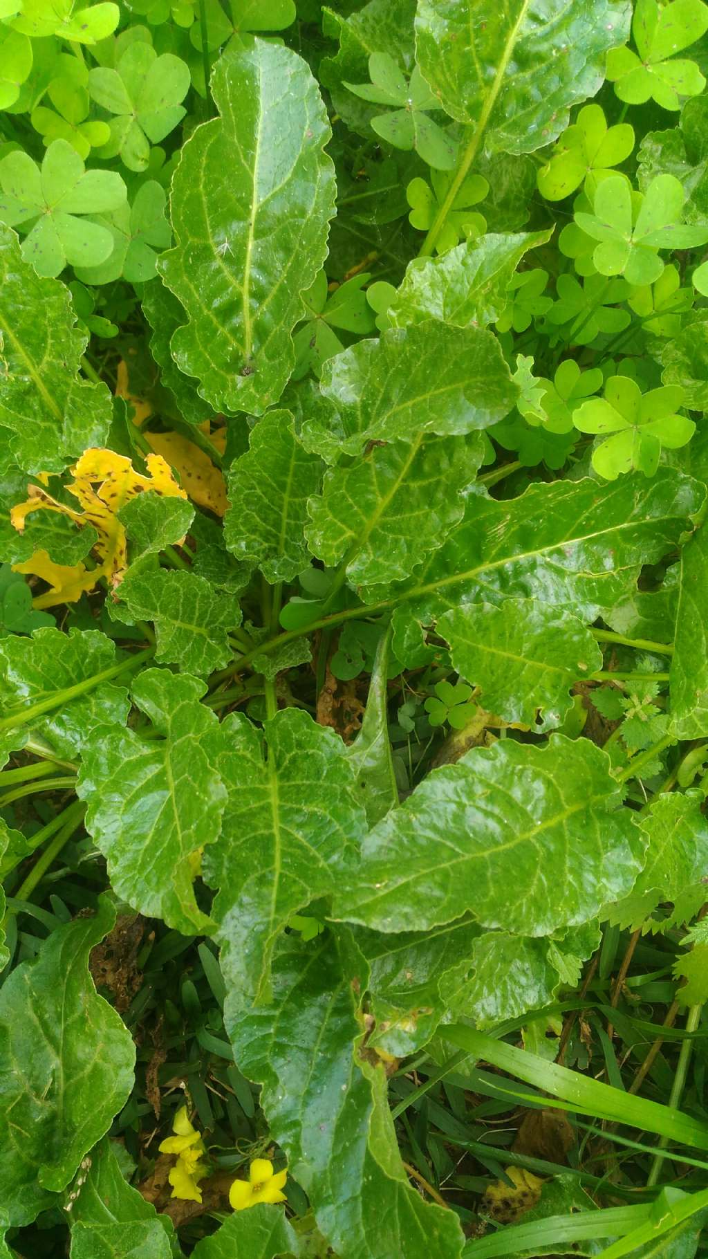 Beta vulgaris / Bietola