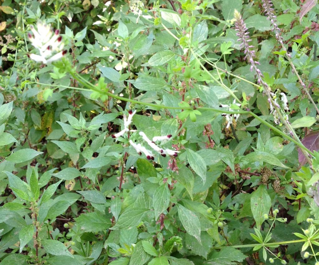 fiore bianco sottile con punte nere:  Fumaria cfr. capreolata