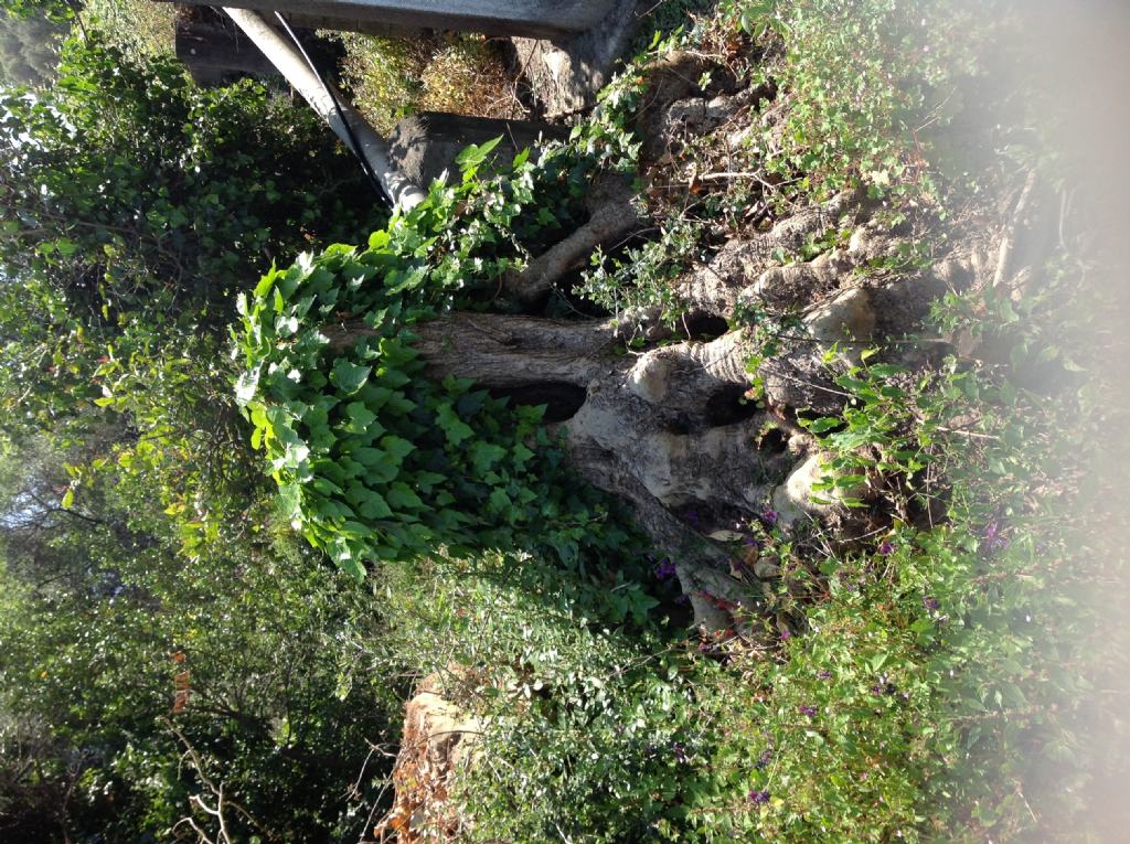 foglie di ...Hedera helix