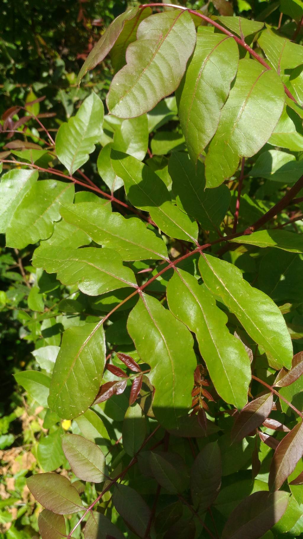 Foglie di .... Pistacia terebinthus