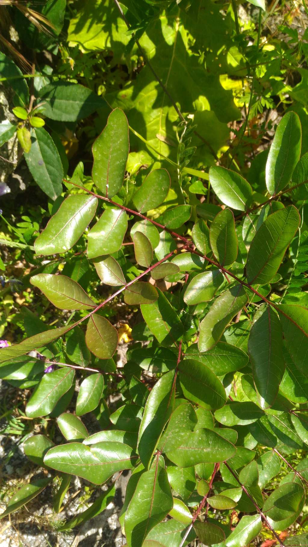 Foglie di .... Pistacia terebinthus