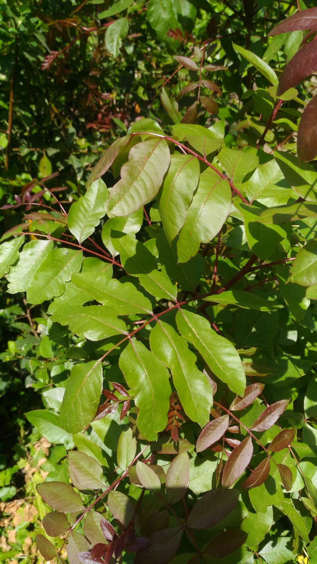 Foglie di .... Pistacia terebinthus