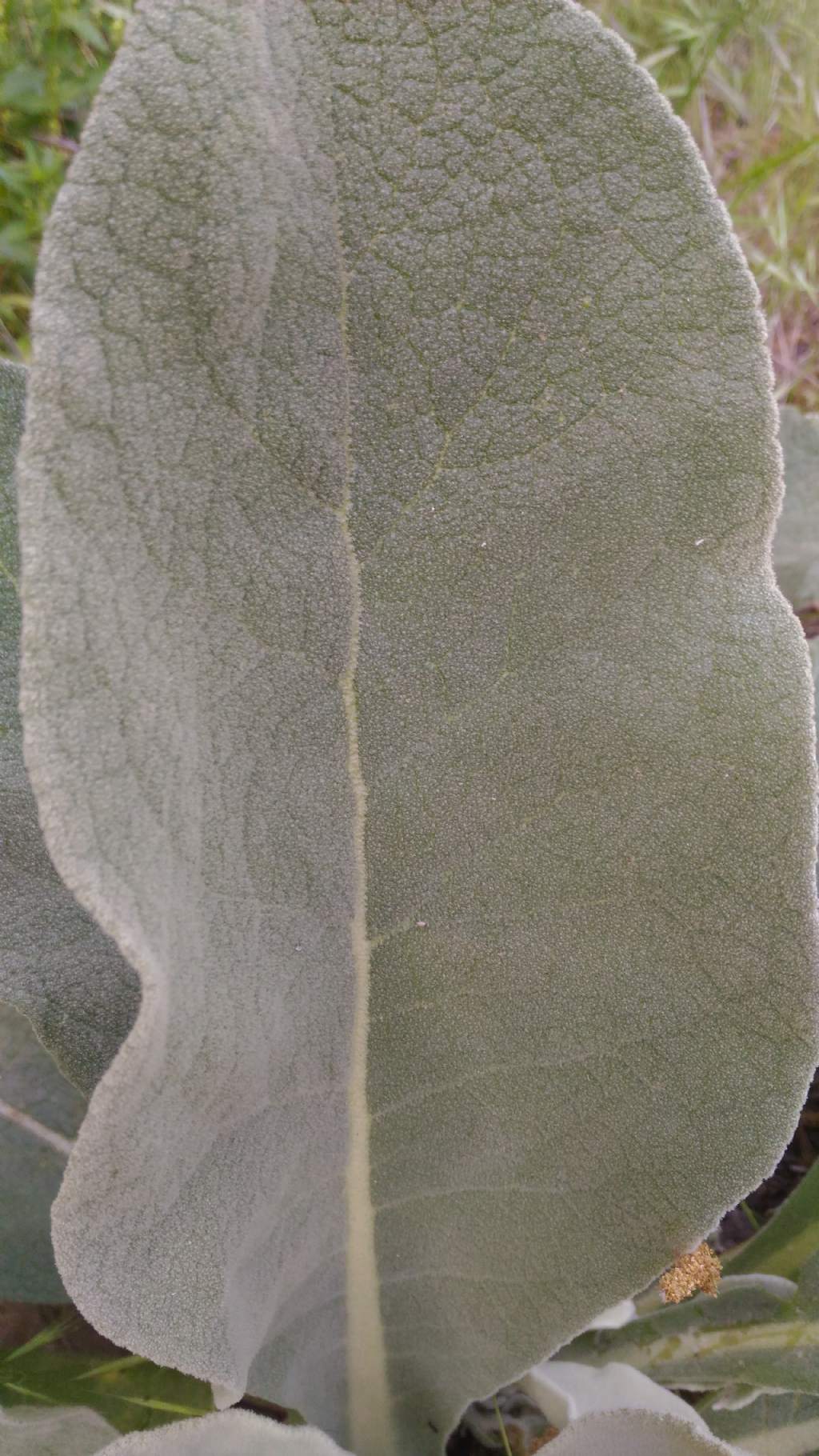 Verbasco?  S�, Verbascum sp.