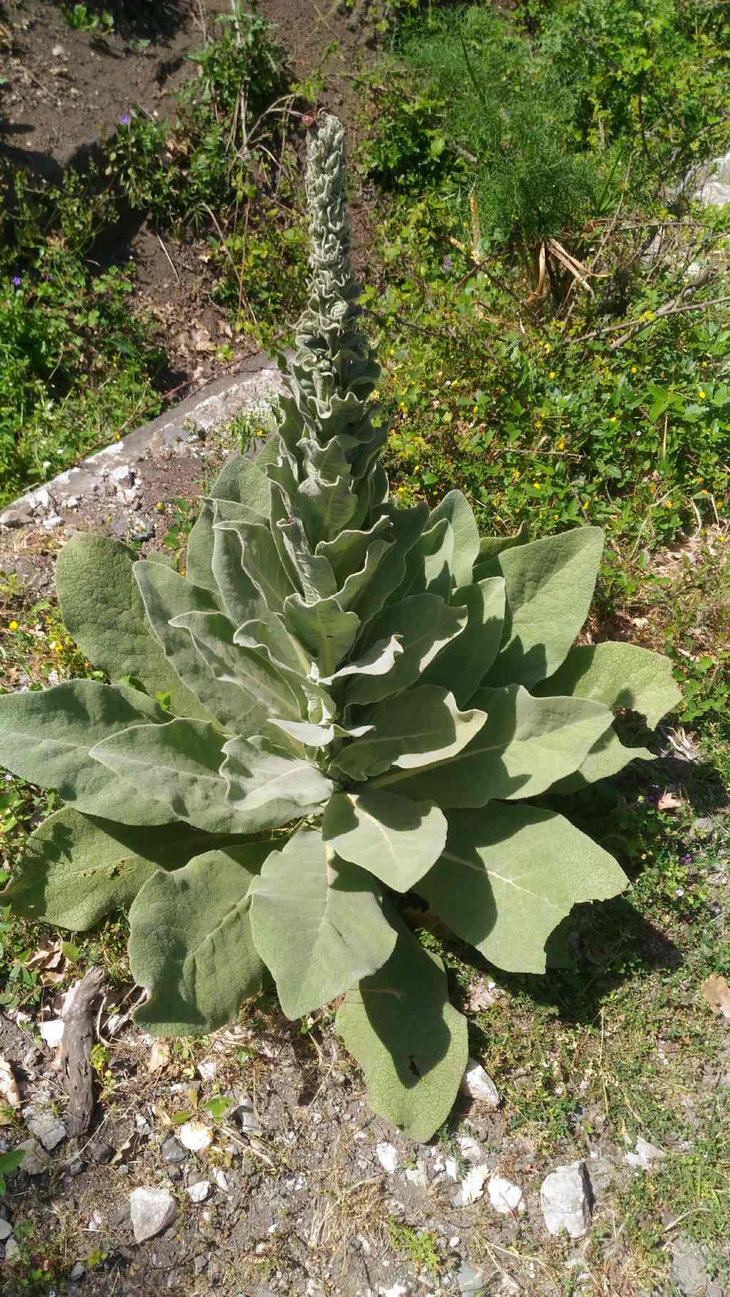 Verbasco?  S�, Verbascum sp.