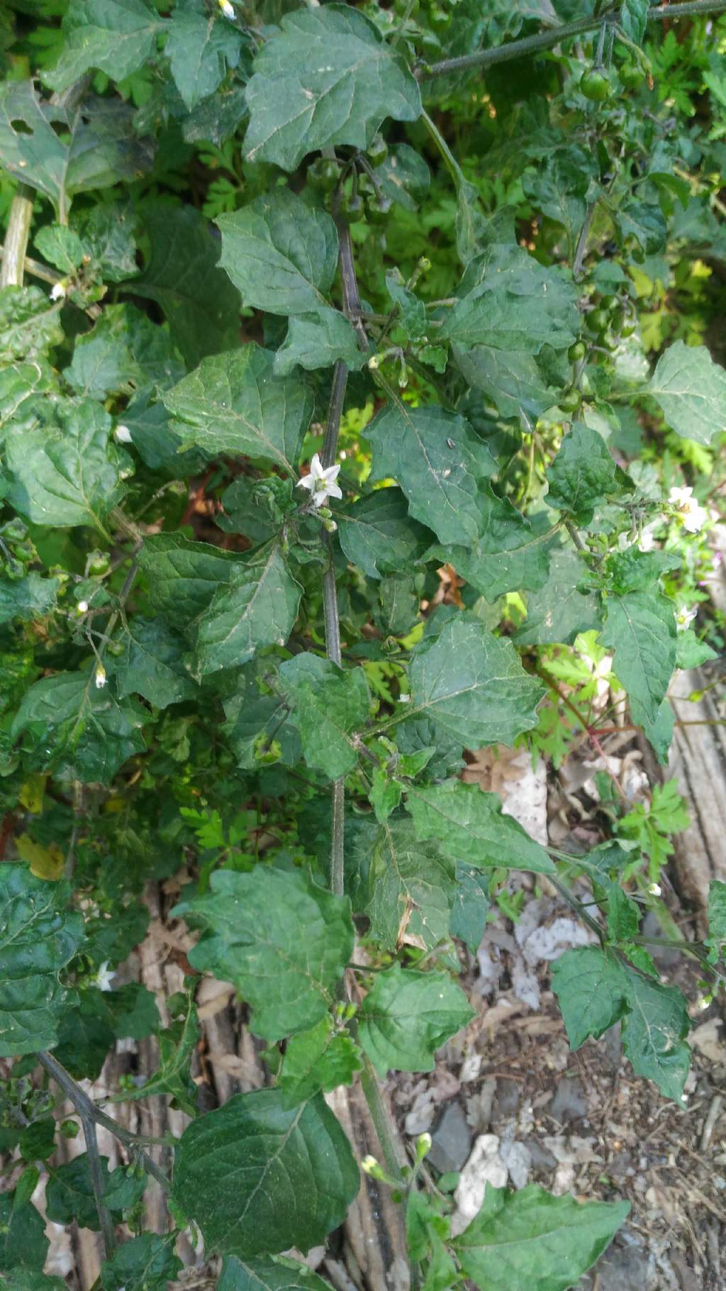 Solanum sp. (cfr. S. nigrum)