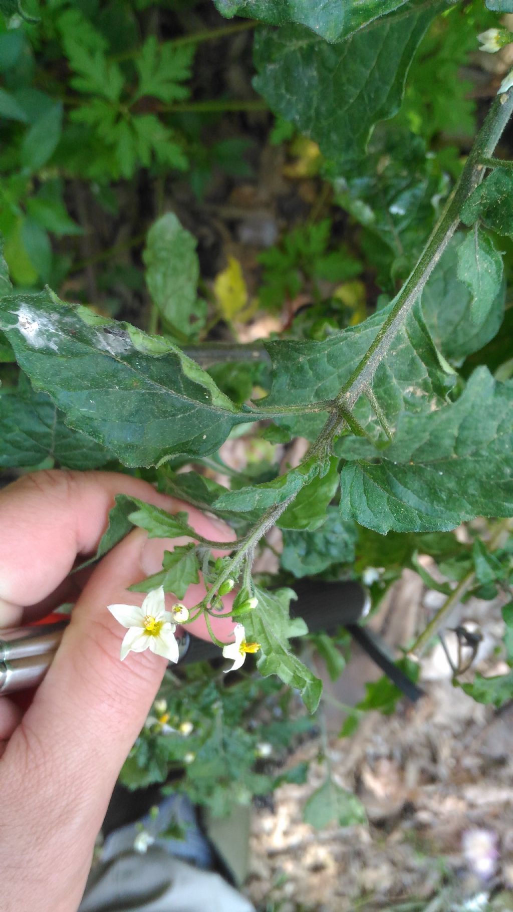 Solanum sp. (cfr. S. nigrum)