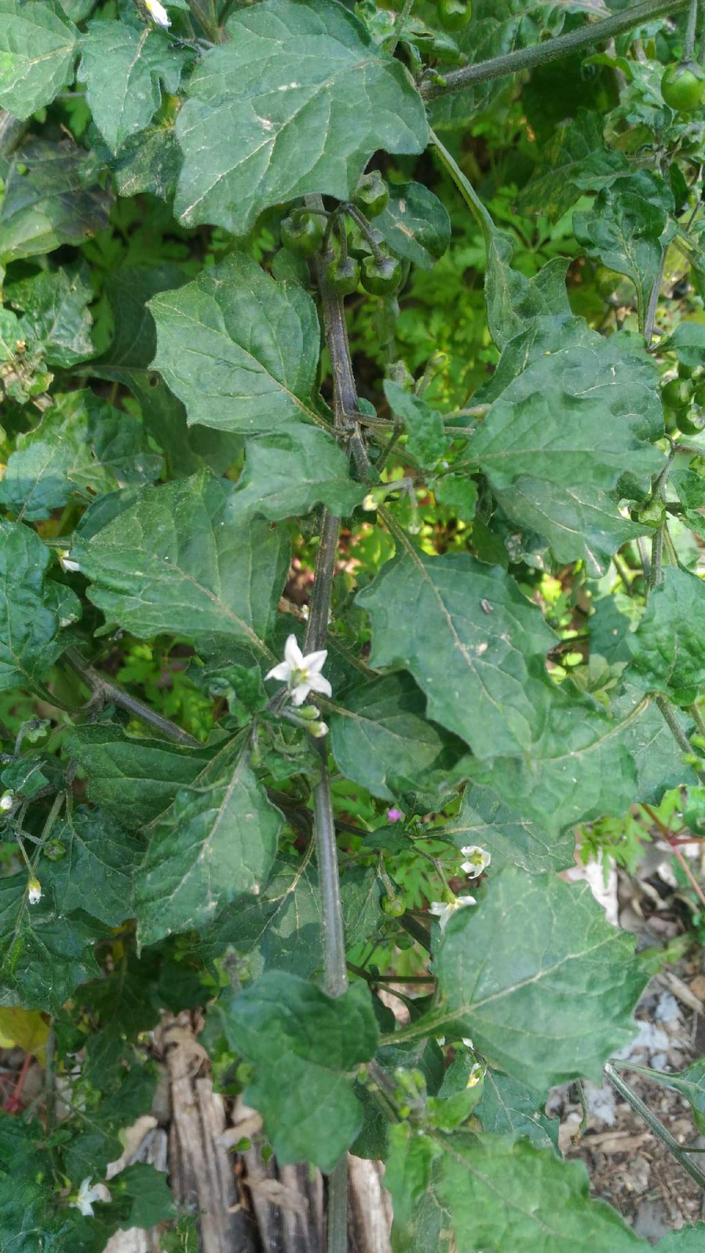 Solanum sp. (cfr. S. nigrum)