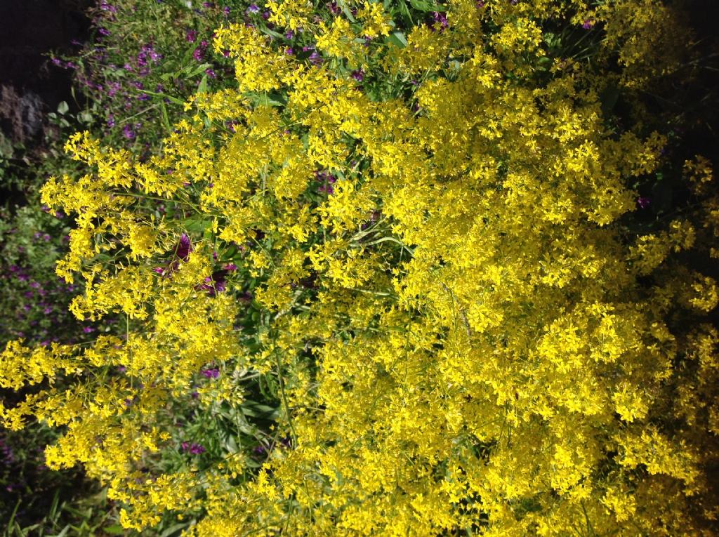 Piccoli fiori gialli:  Isatis tinctoria