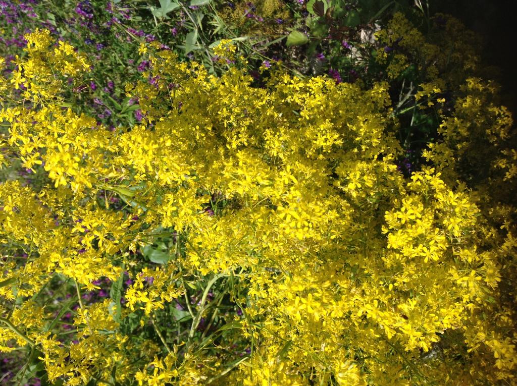 Piccoli fiori gialli:  Isatis tinctoria