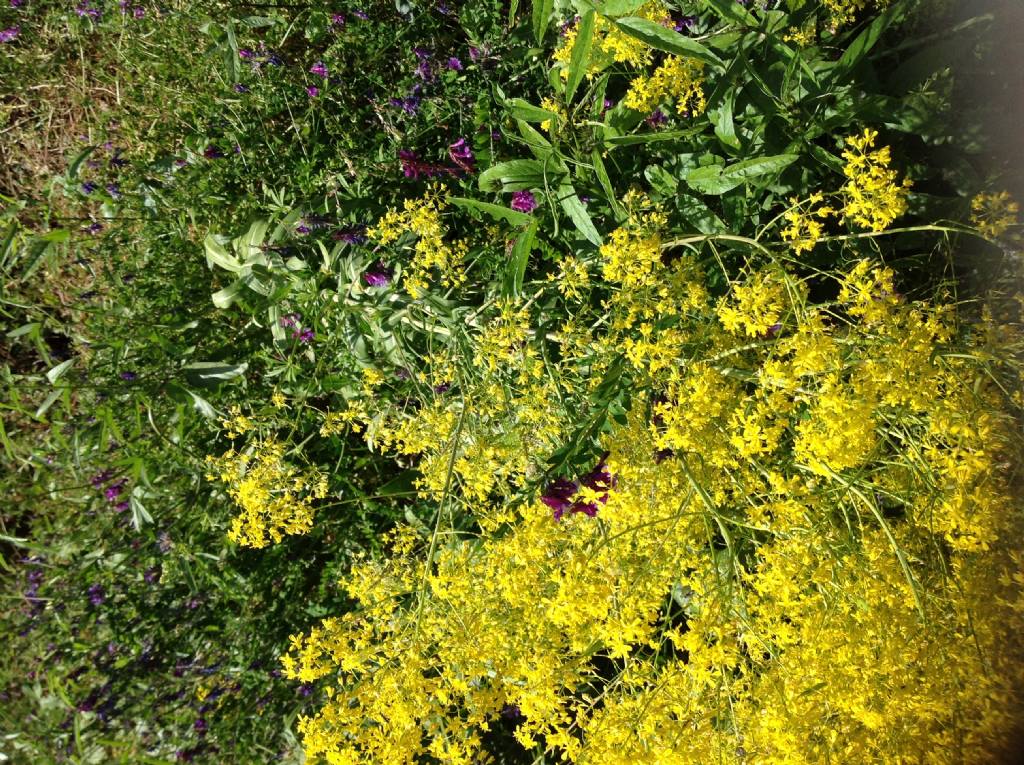 Piccoli fiori gialli:  Isatis tinctoria