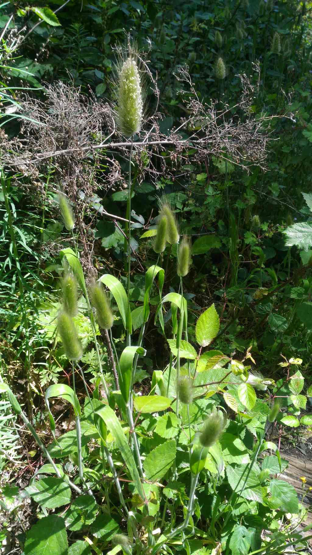 Polypogon monspeliensis  (Poaceae)