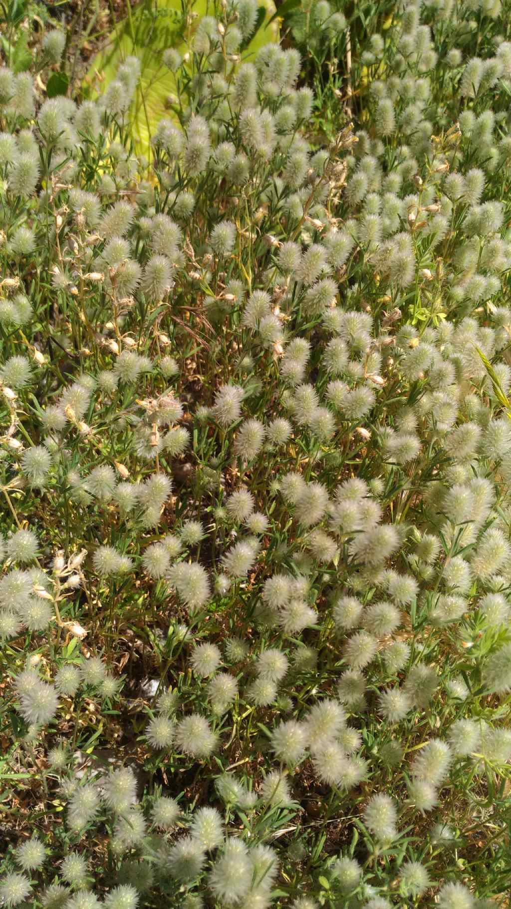 Trifolium arvense (Fabaceae)