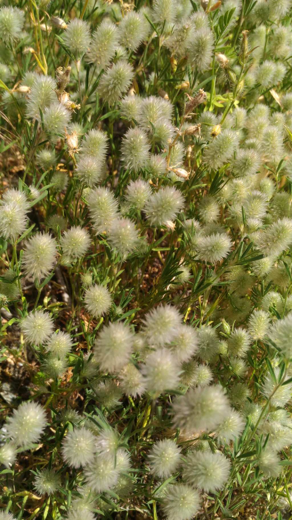 Trifolium arvense (Fabaceae)