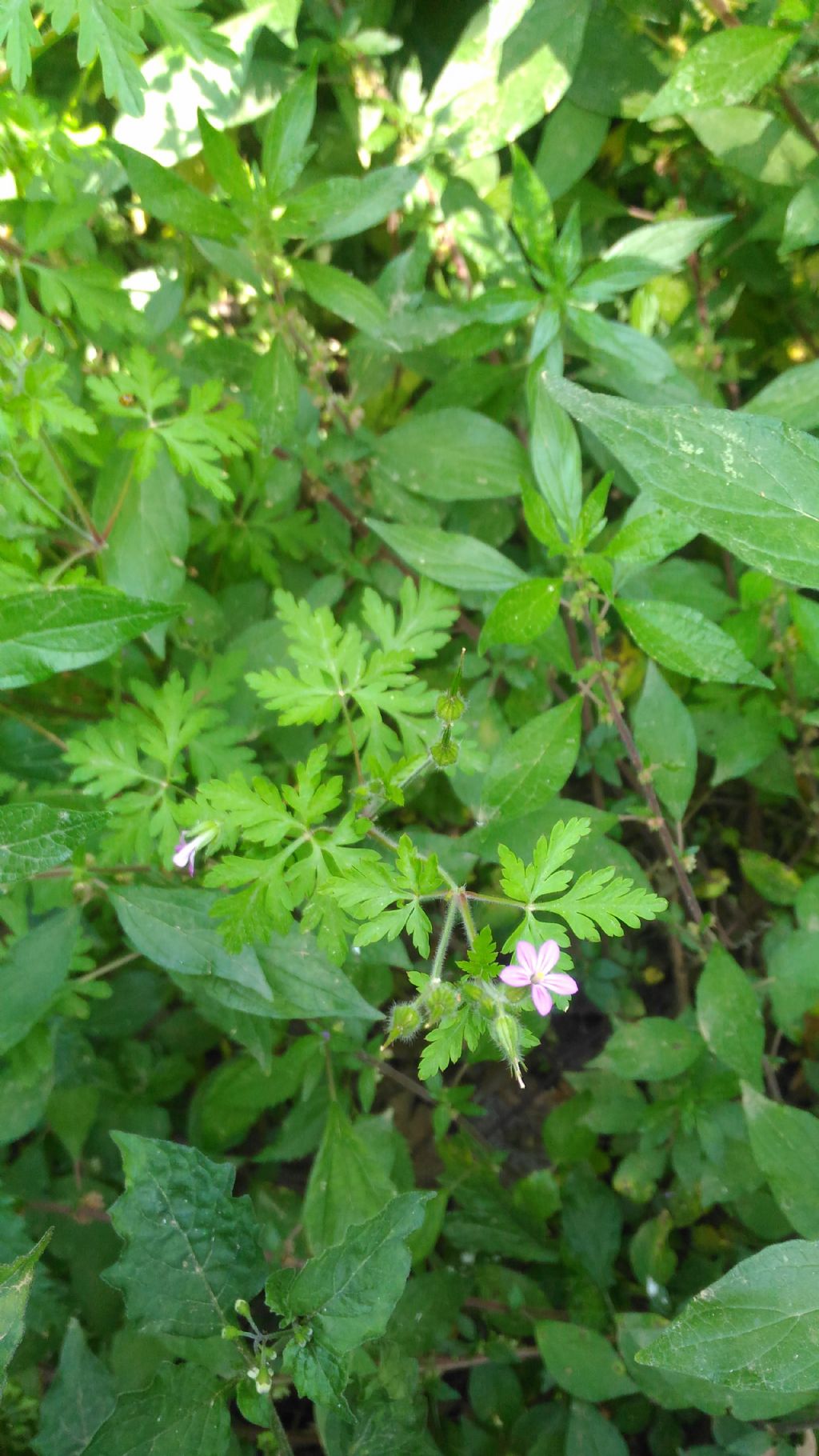 Geranium robertianum