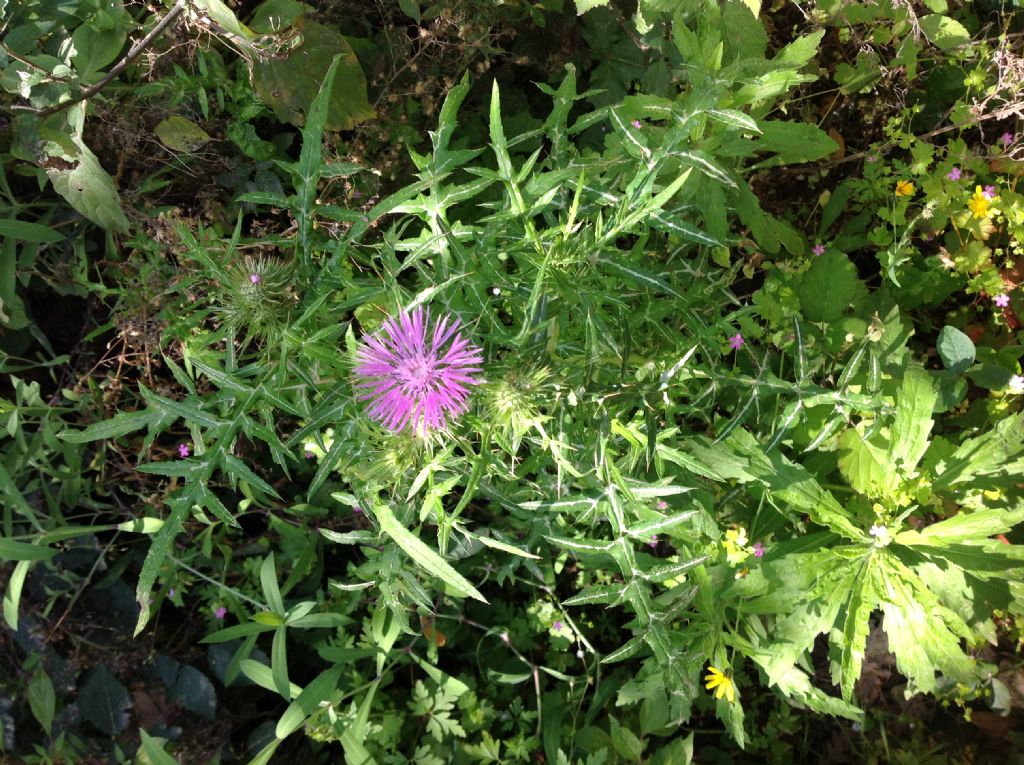 Galactites elegans