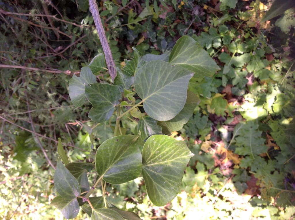 Queste foglie a che pianta appartengono?  Hedera helix