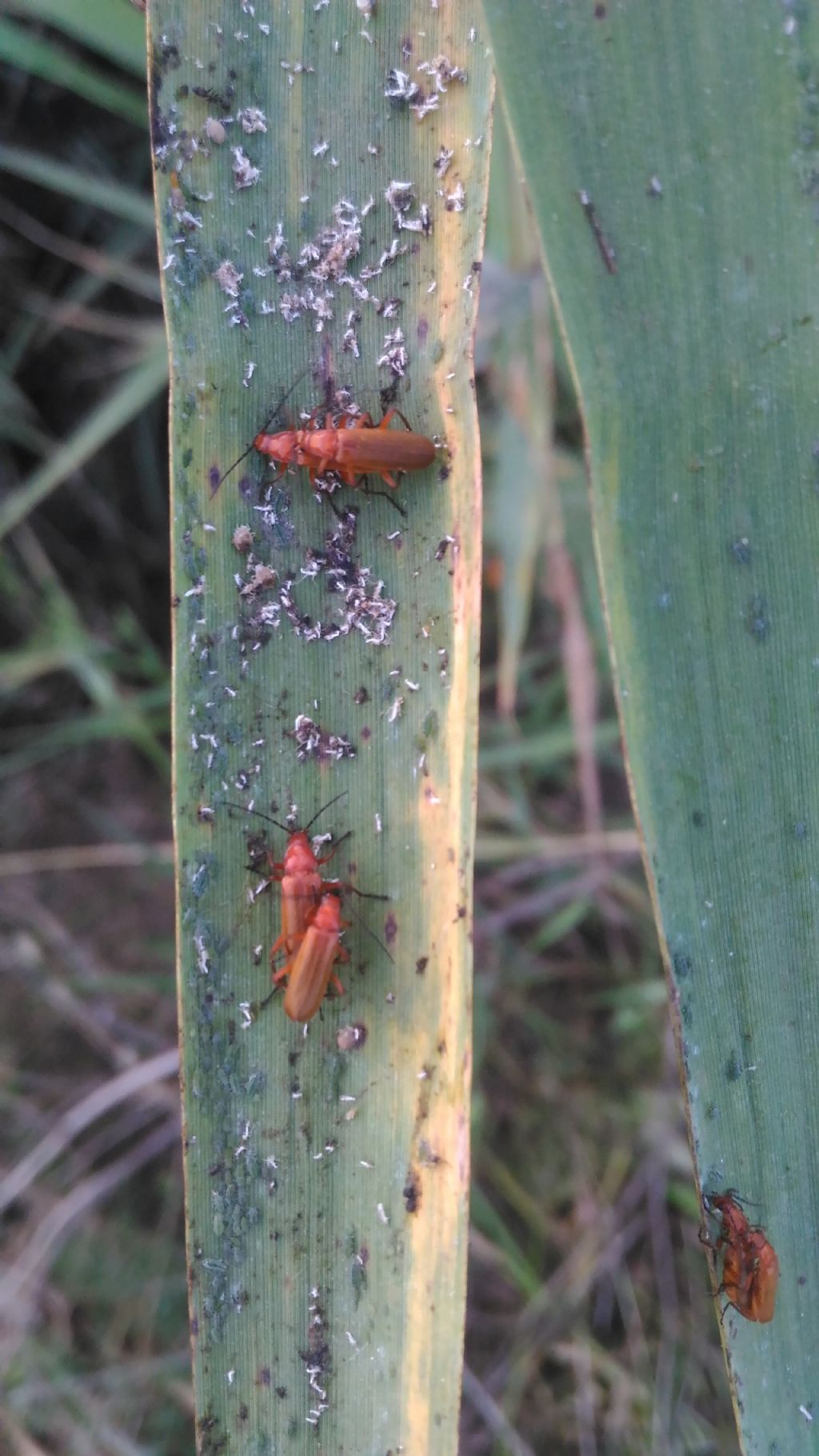 Cantharidae:  Rhagonycha fulva