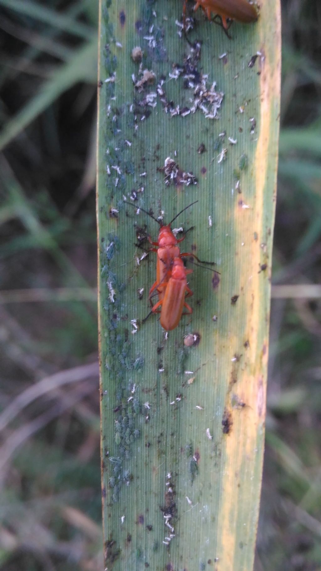 Cantharidae:  Rhagonycha fulva