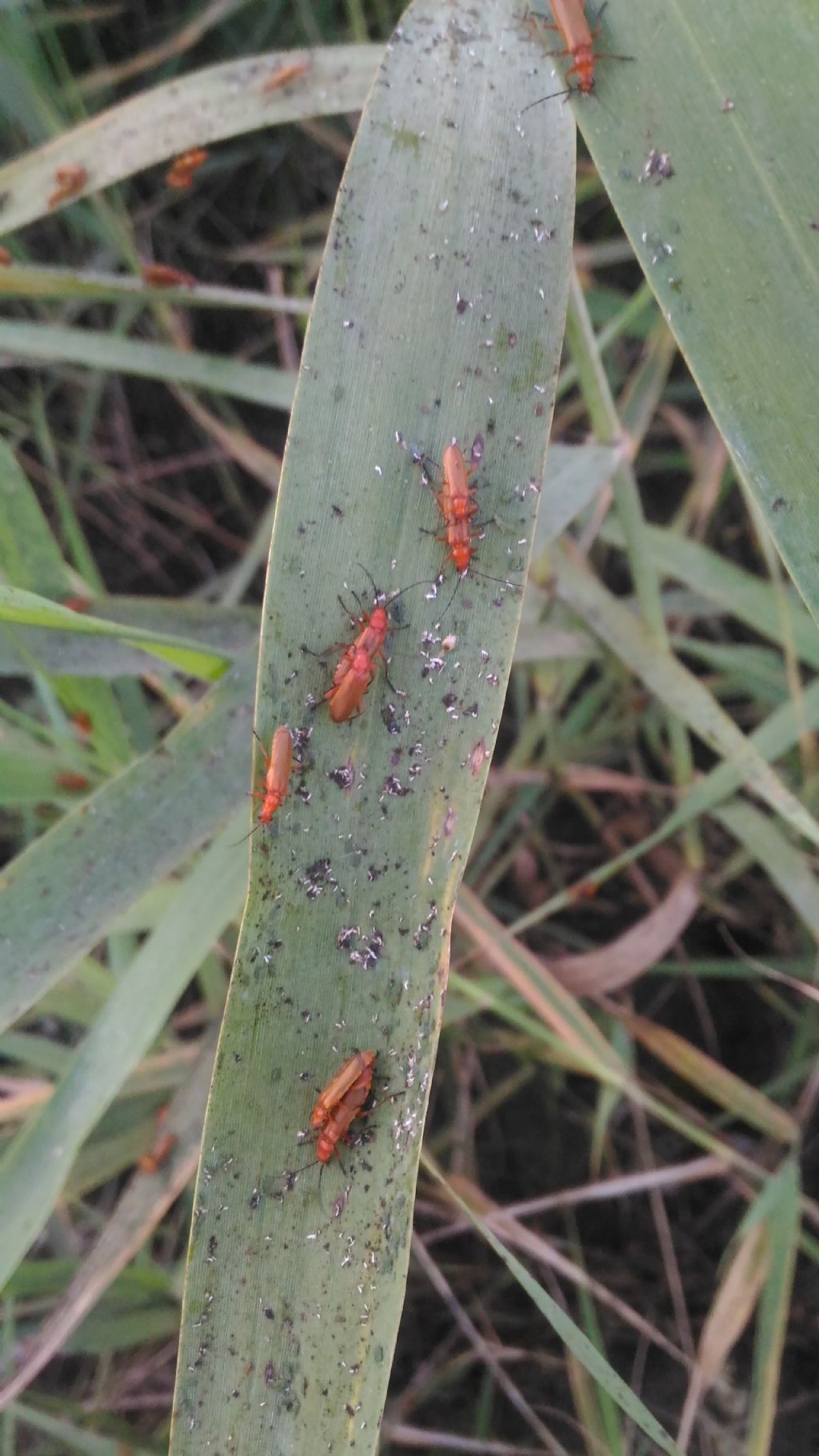 Cantharidae:  Rhagonycha fulva