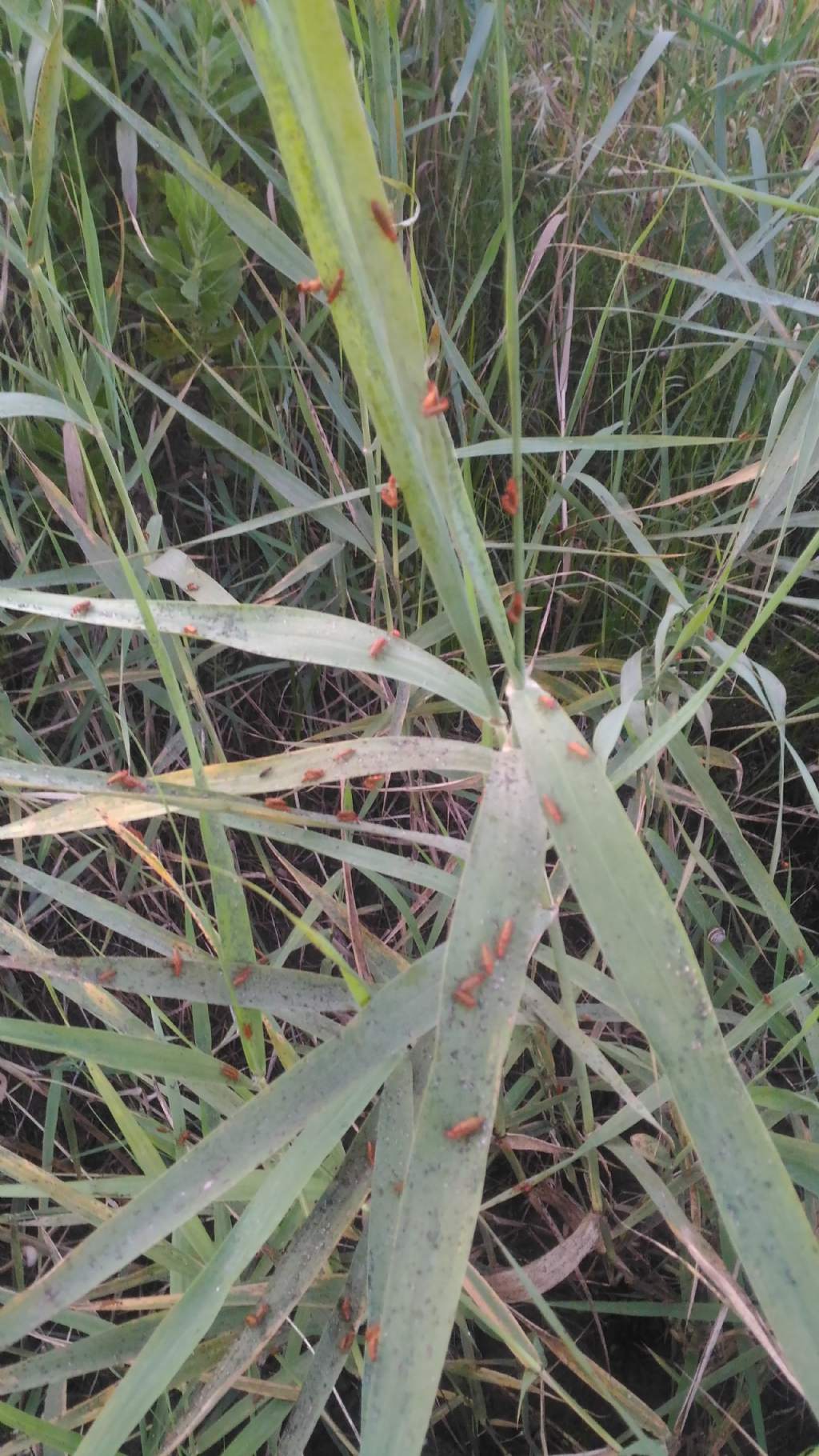 Cantharidae:  Rhagonycha fulva