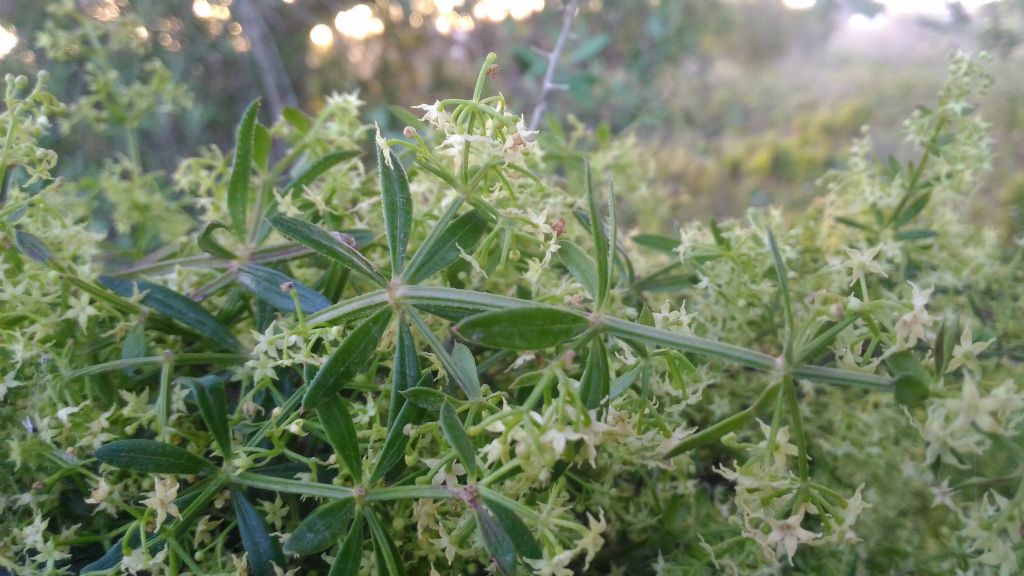 Rubia peregrina (Rubiaceae)