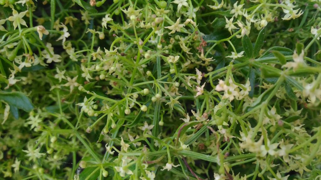 Rubia peregrina (Rubiaceae)