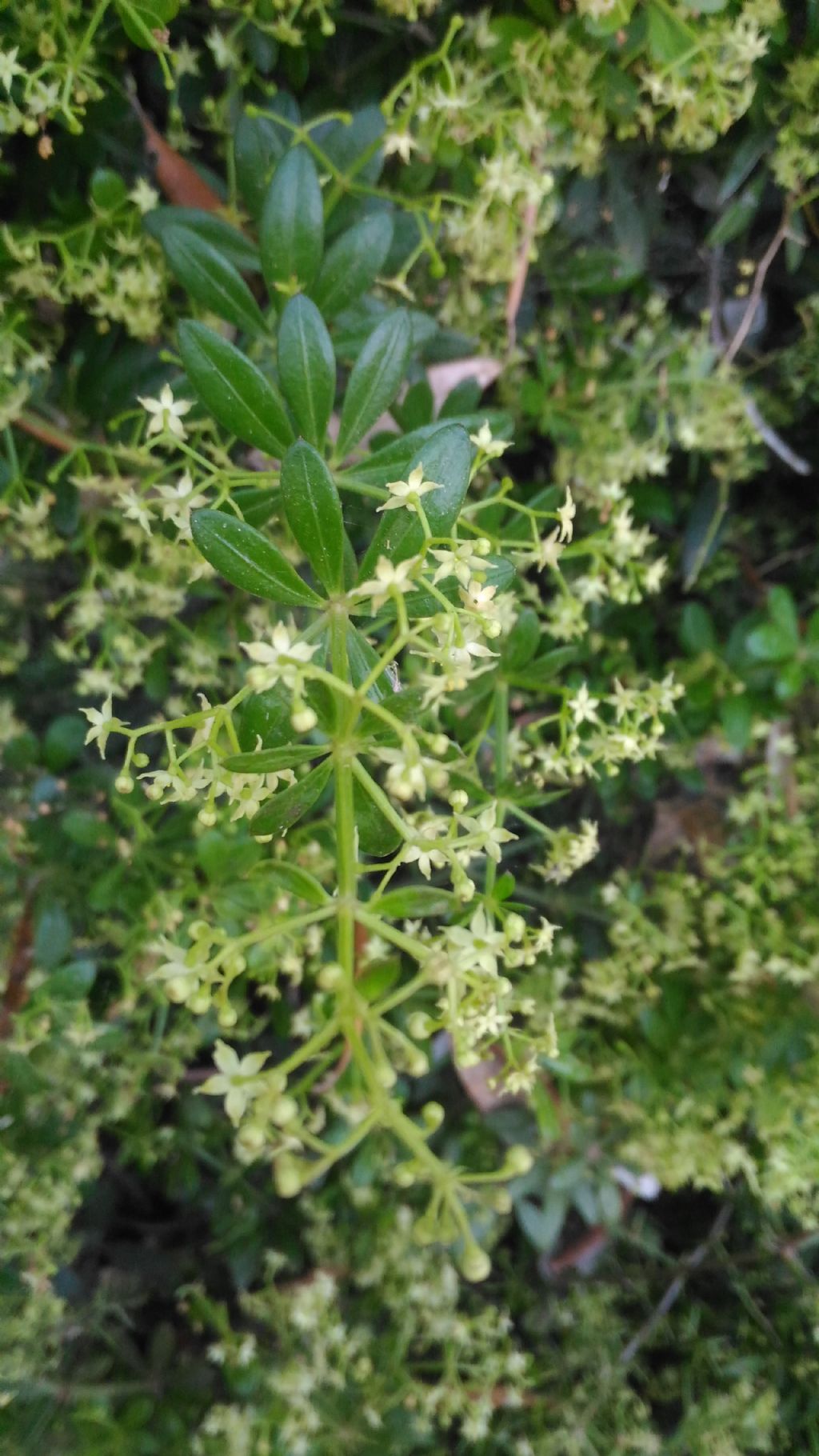 Rubia peregrina (Rubiaceae)