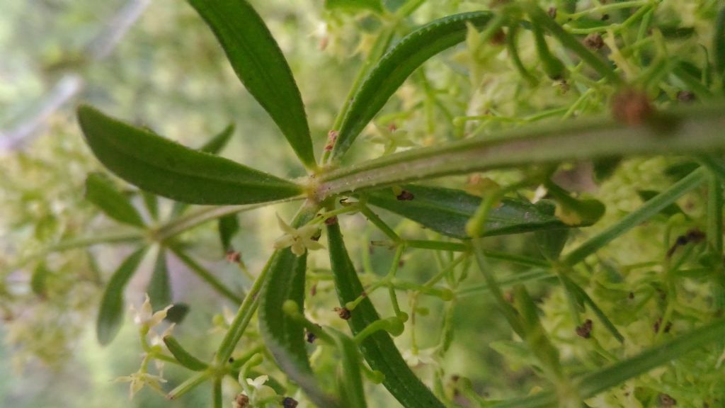 Rubia peregrina (Rubiaceae)