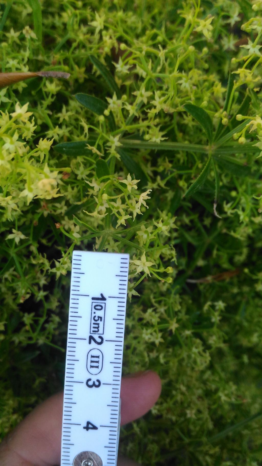 Rubia peregrina (Rubiaceae)