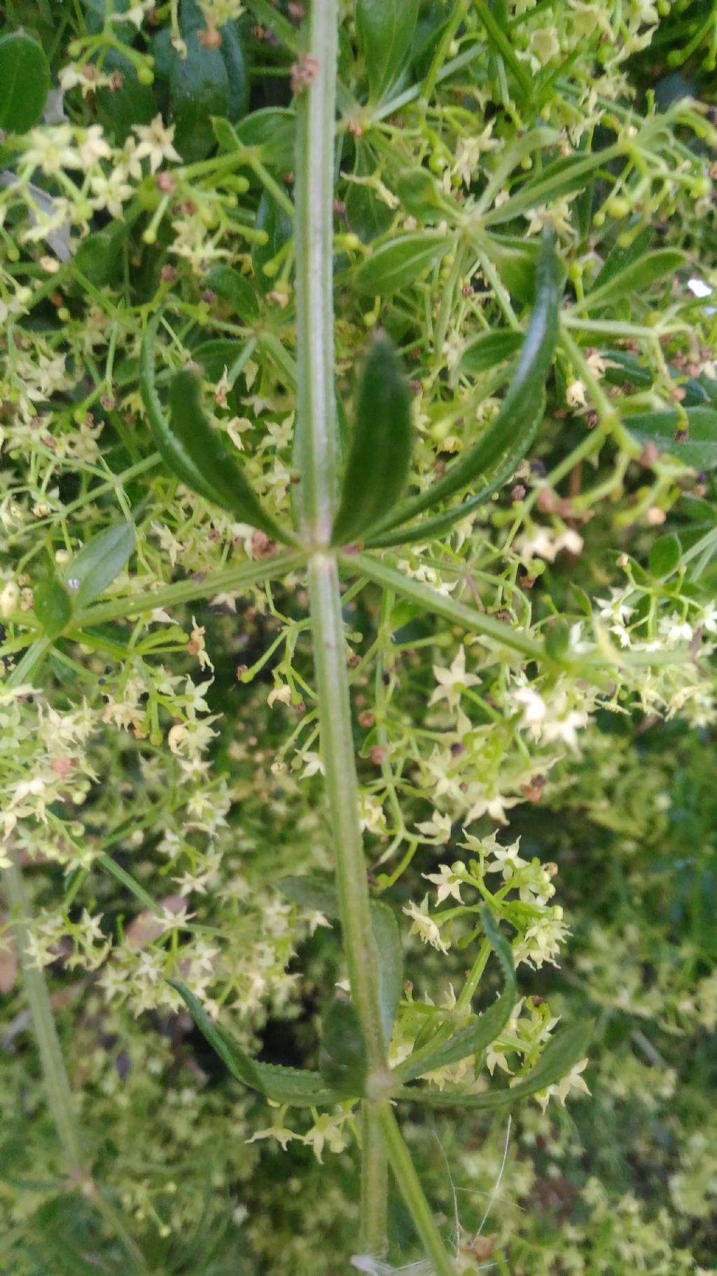 Rubia peregrina (Rubiaceae)