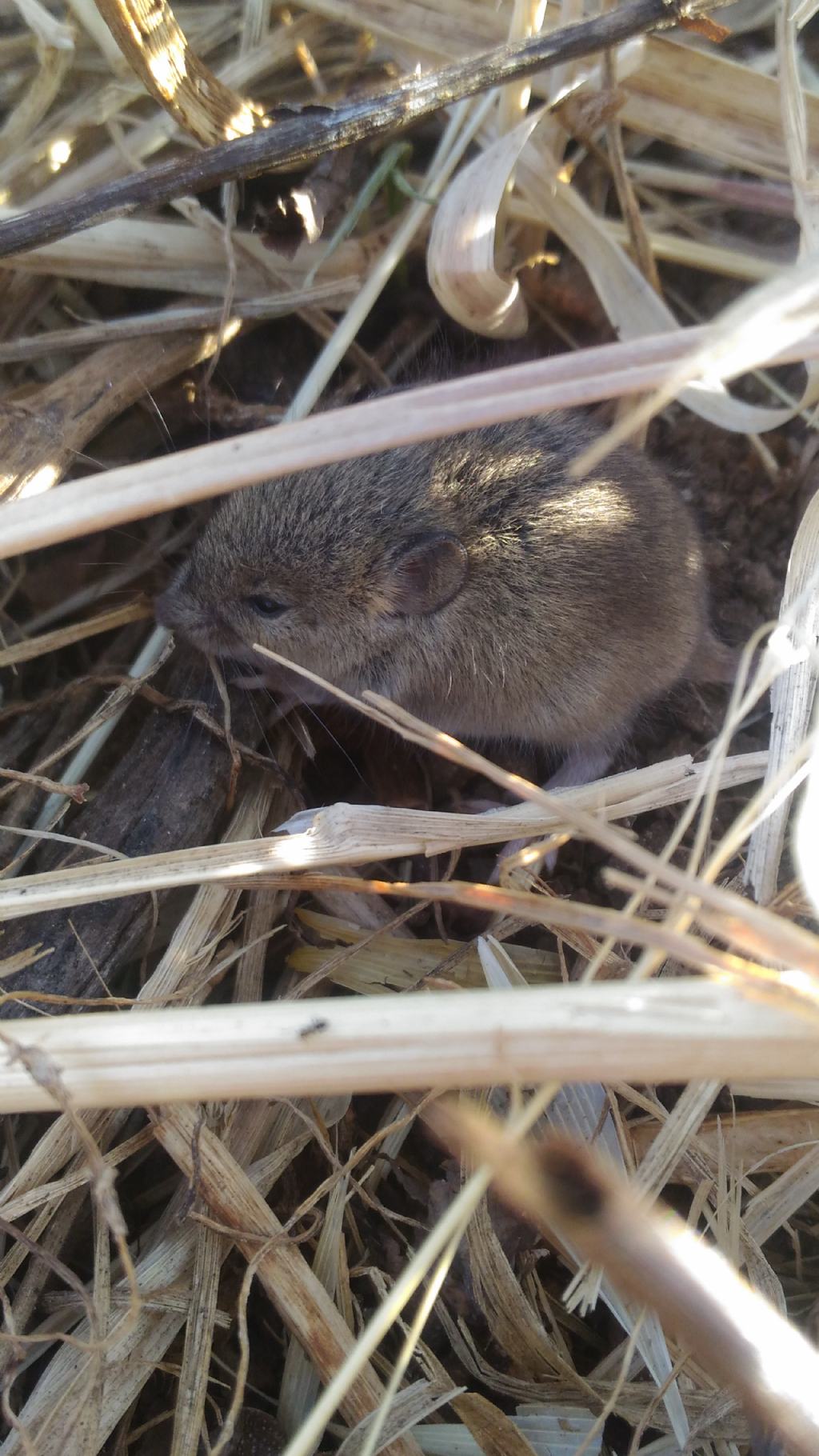 Apodemus sp. (Muridae)