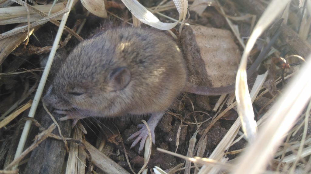 Apodemus sp. (Muridae)