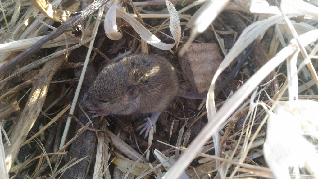 Apodemus sp. (Muridae)