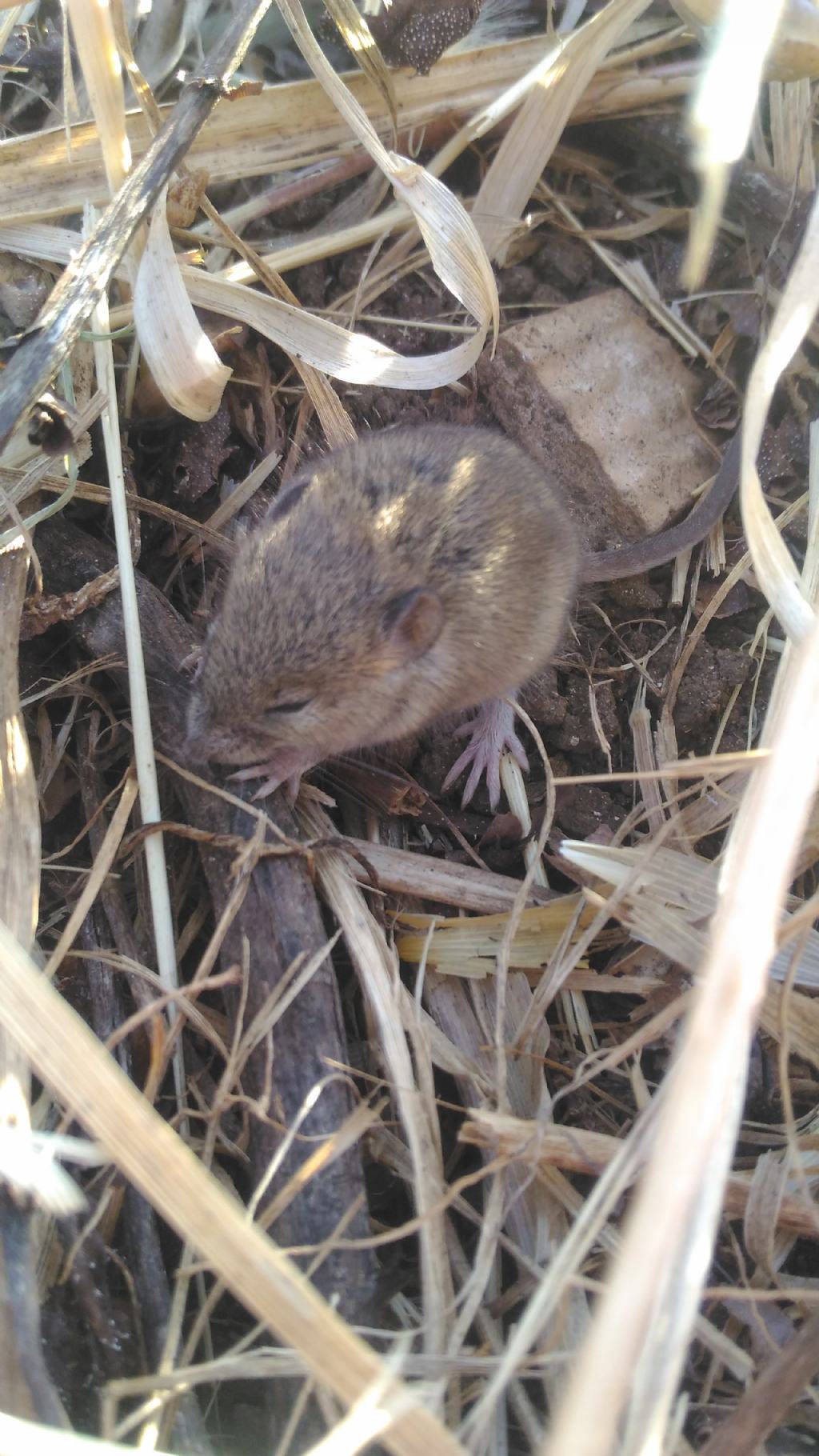 Apodemus sp. (Muridae)