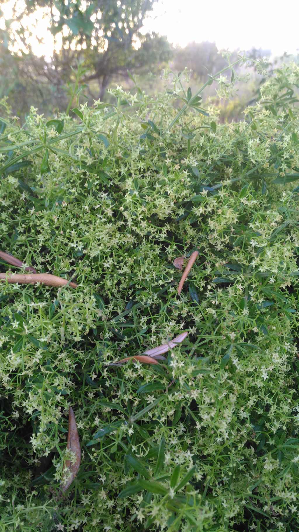Rubia peregrina (Rubiaceae)
