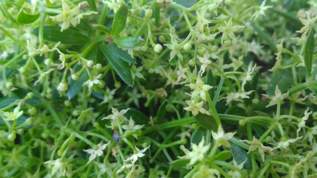 Rubia peregrina (Rubiaceae)
