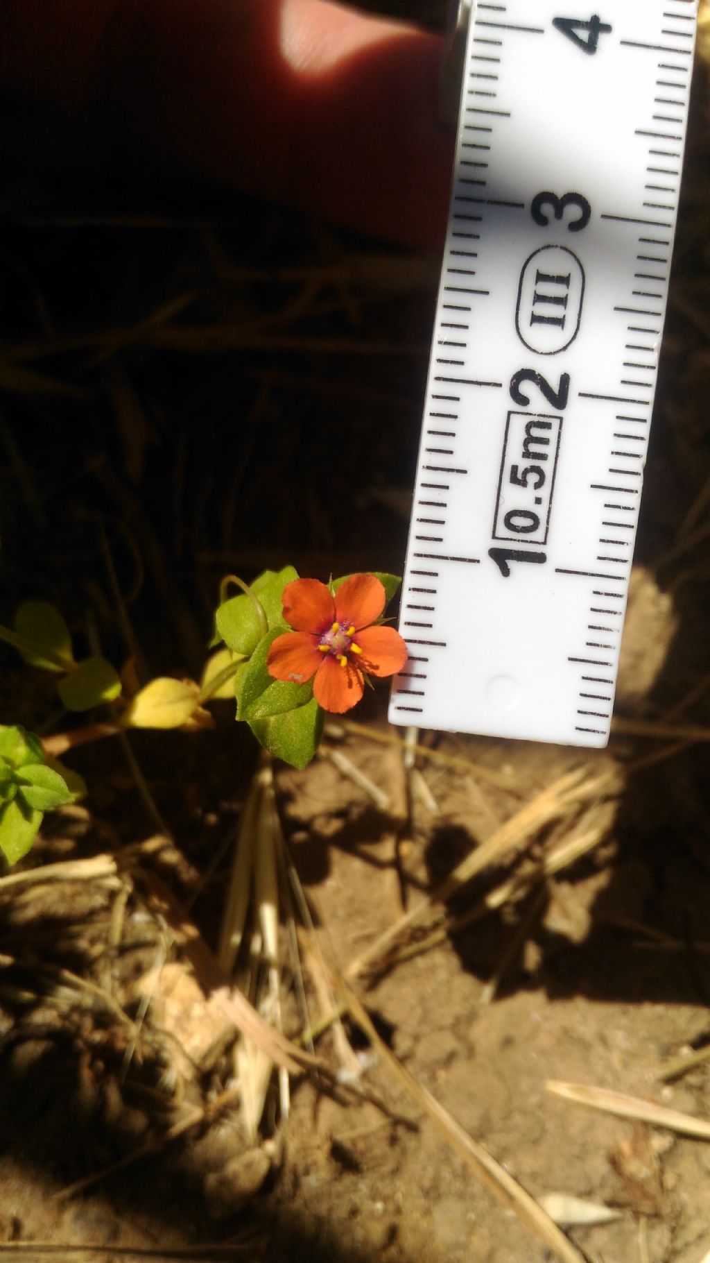 Anagallis arvensis (Primulaceae)
