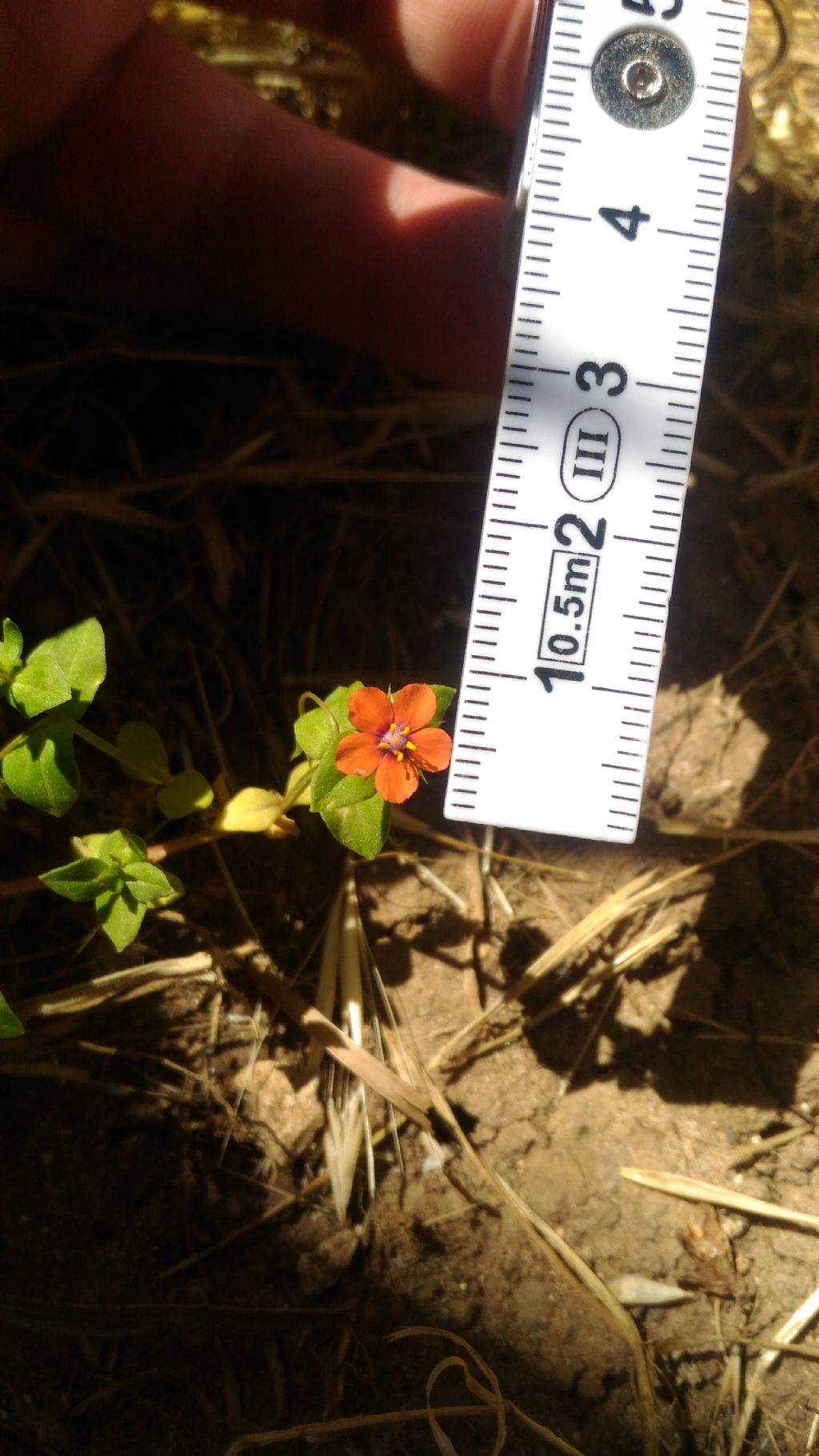 Anagallis arvensis (Primulaceae)