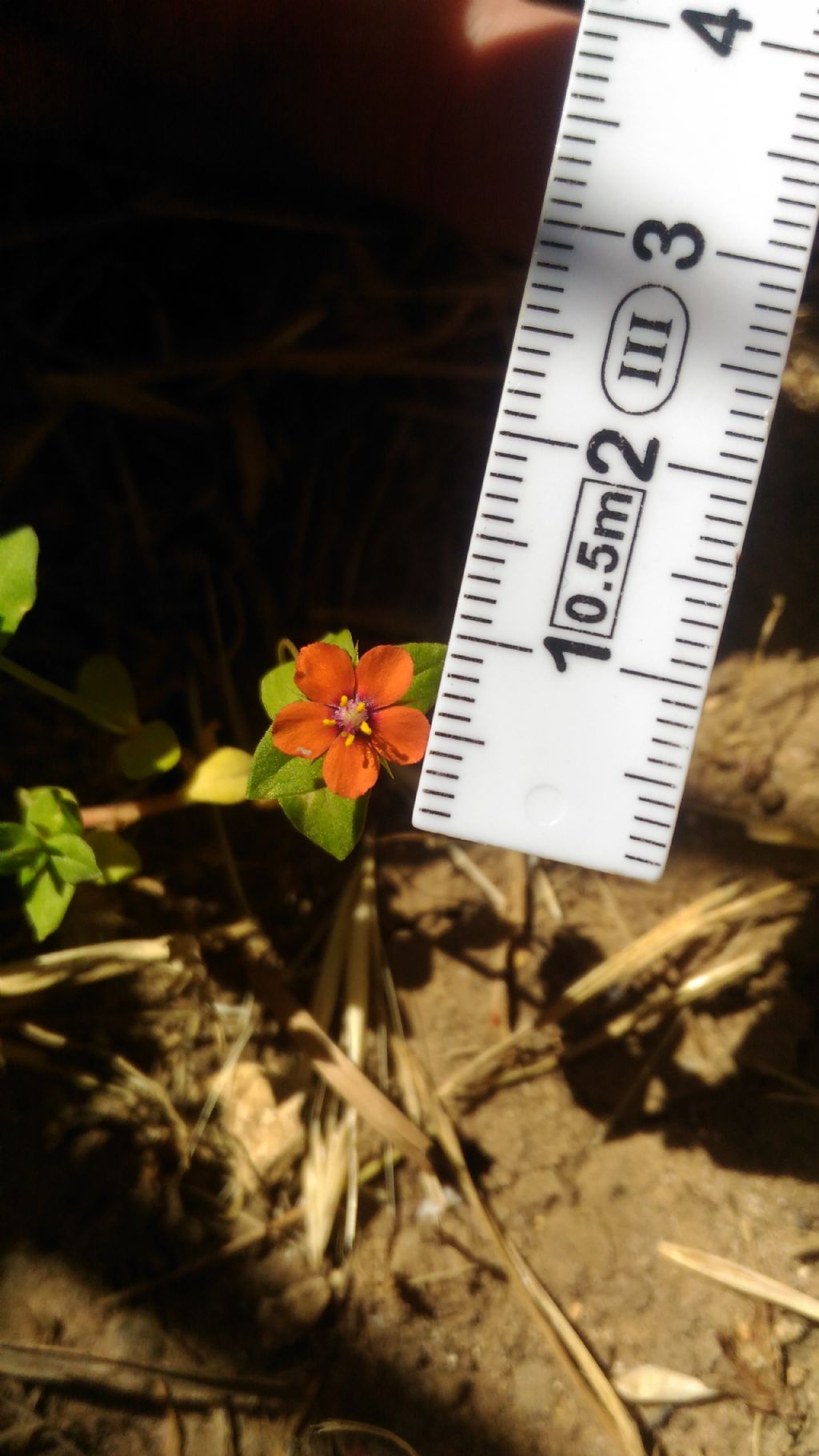 Anagallis arvensis (Primulaceae)
