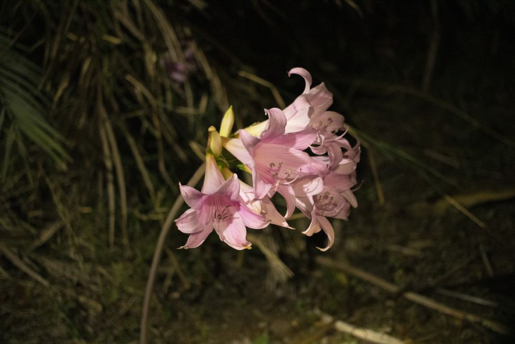 Amaryllis belladonna