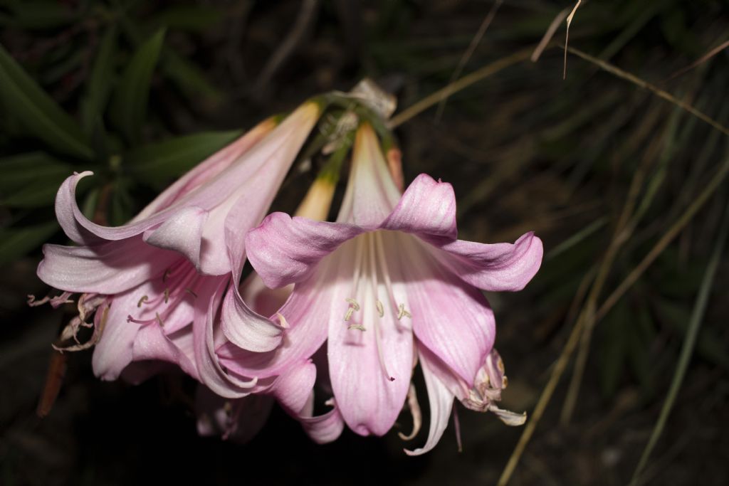 Amaryllis belladonna