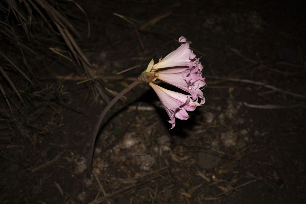 Amaryllis belladonna