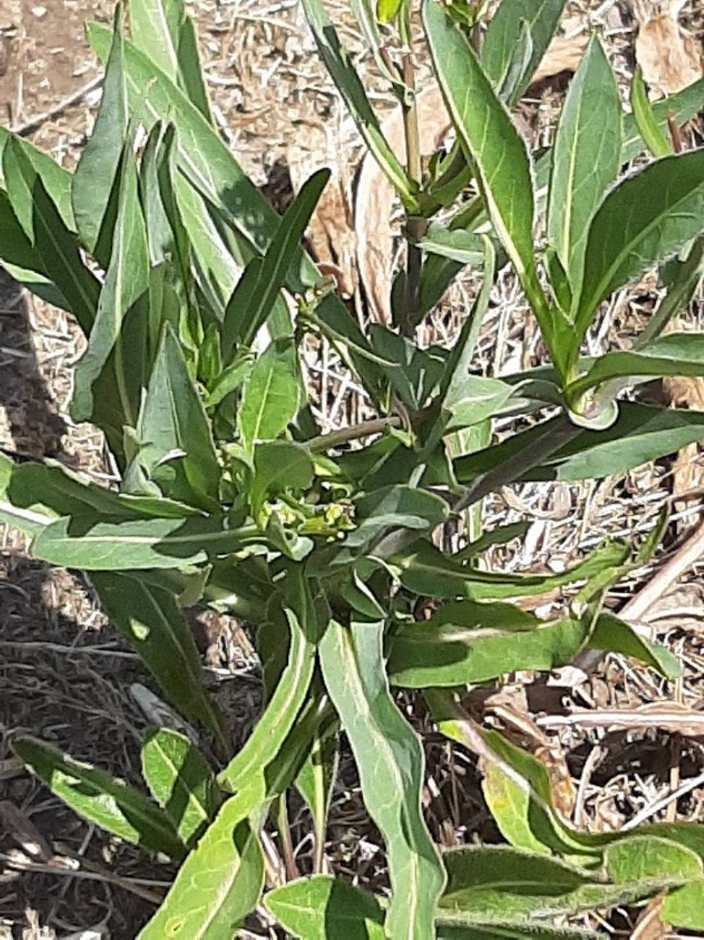 Isatis tinctoria