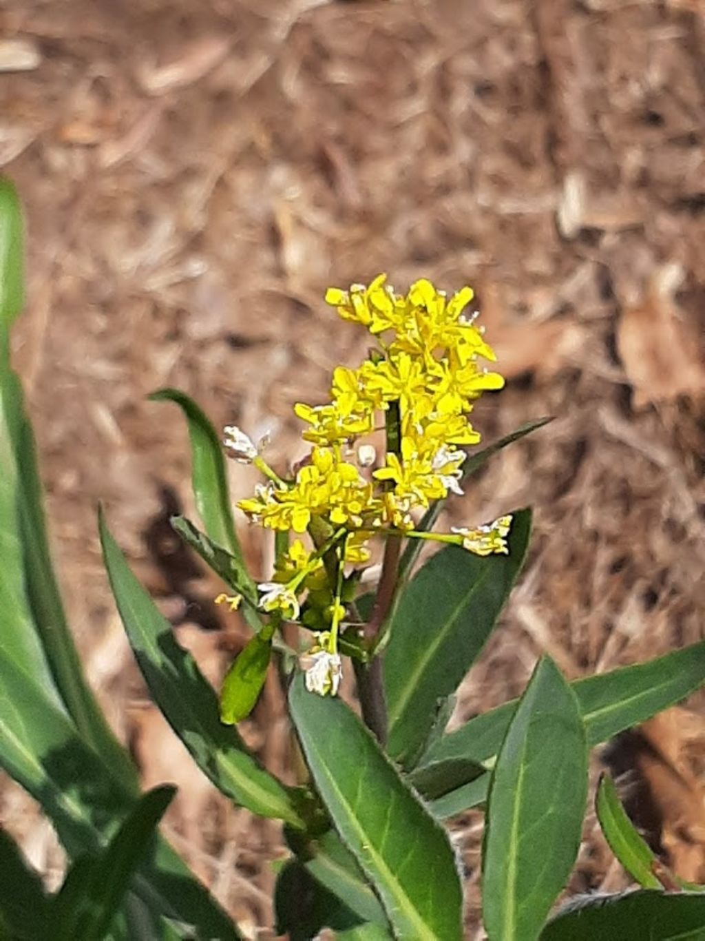 Isatis tinctoria