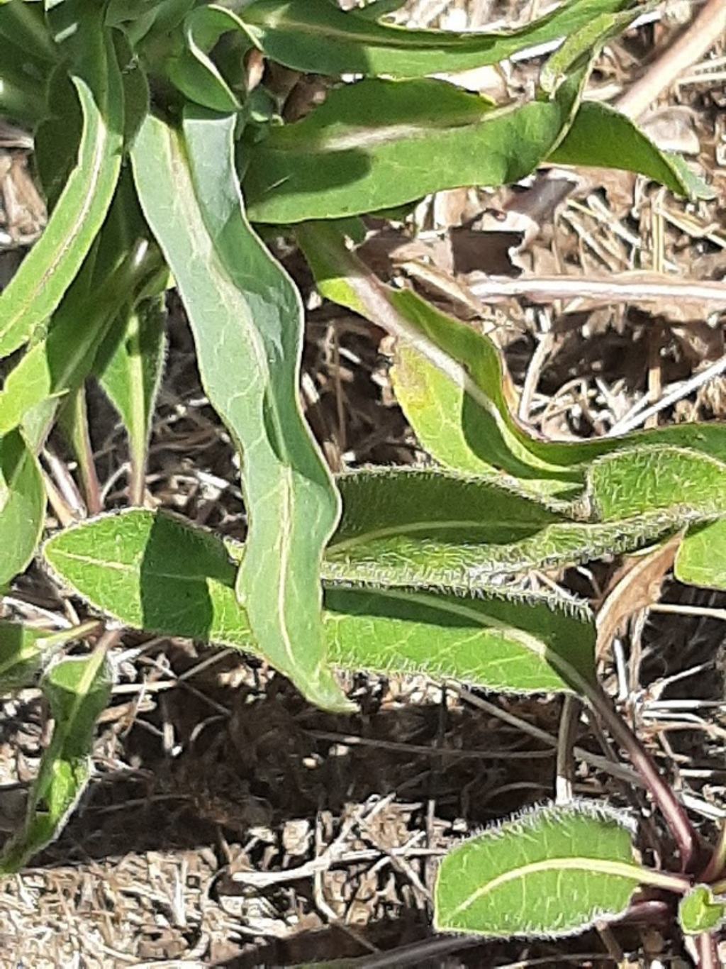 Isatis tinctoria