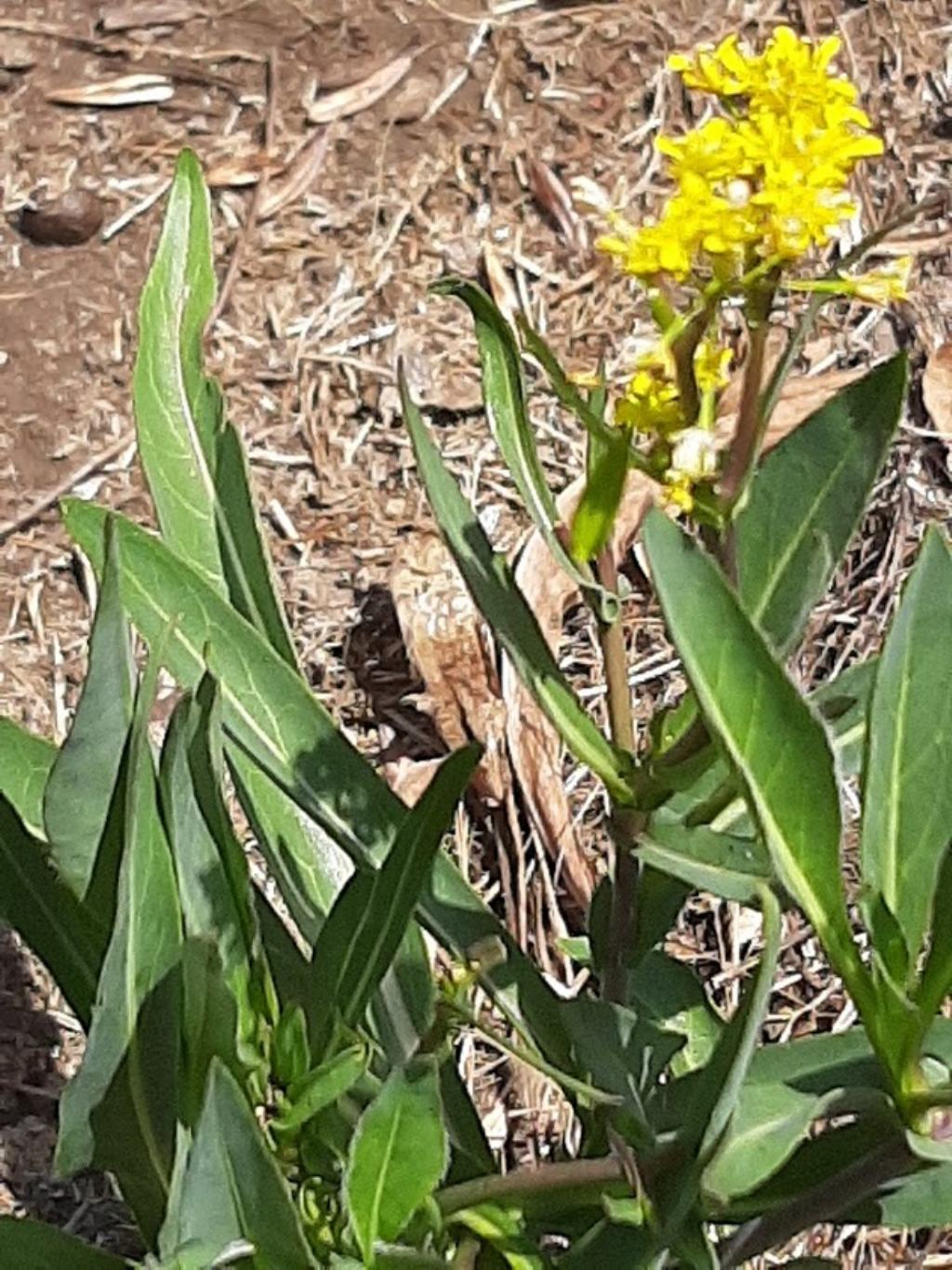 Isatis tinctoria