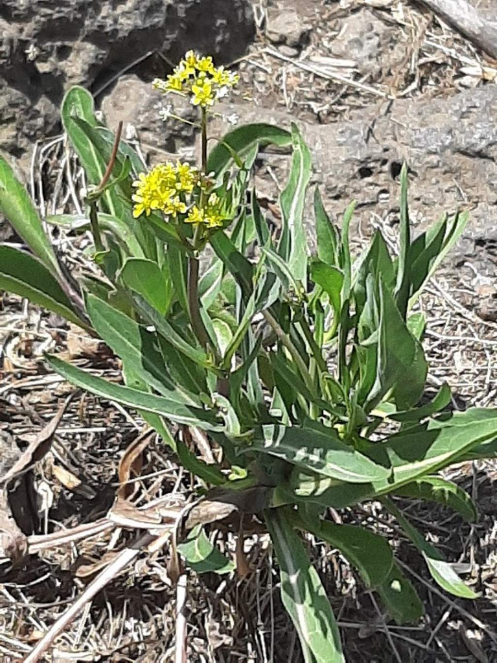 Isatis tinctoria