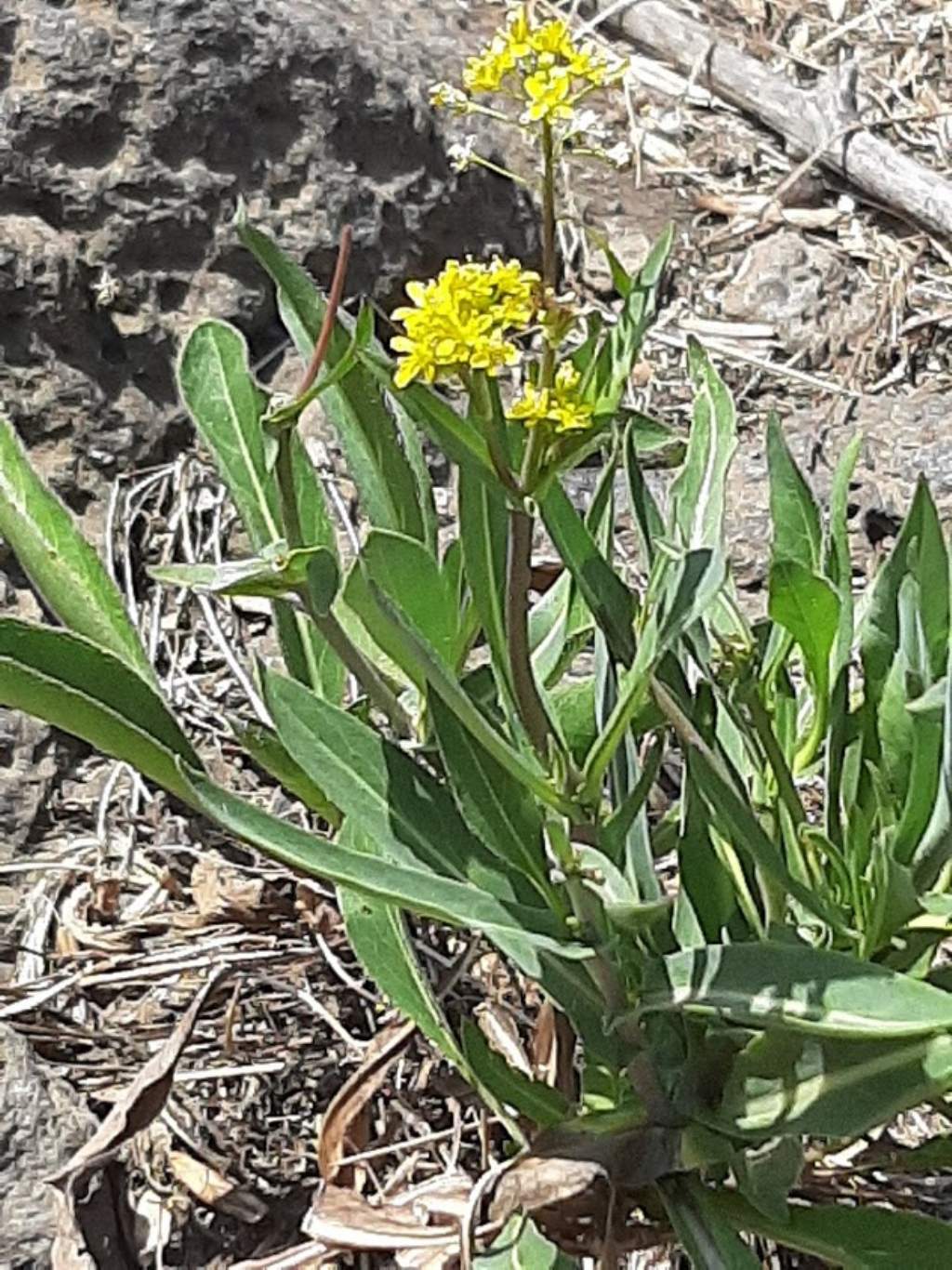 Isatis tinctoria