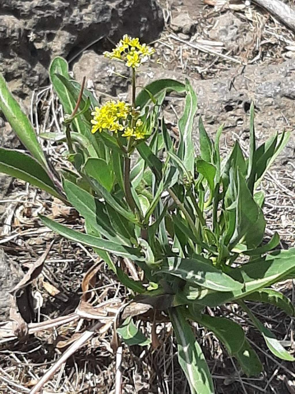 Isatis tinctoria